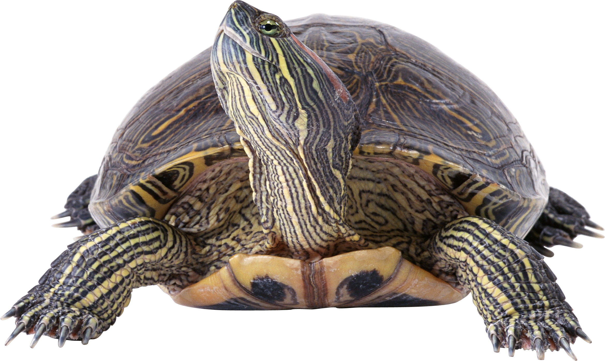 download turtle png images with transparent background #23760