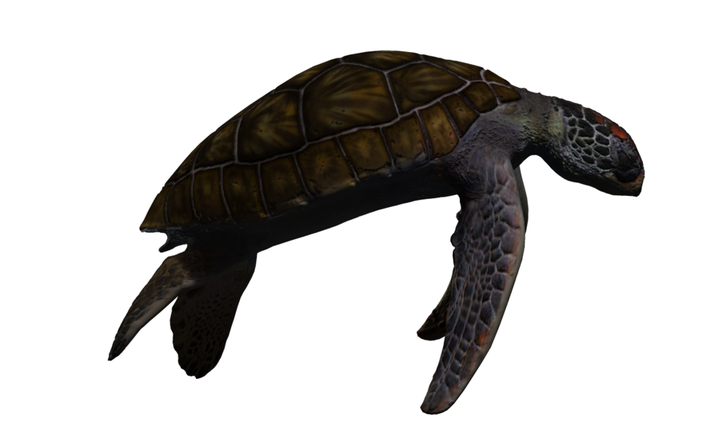 download turtle png images with transparent background #23712