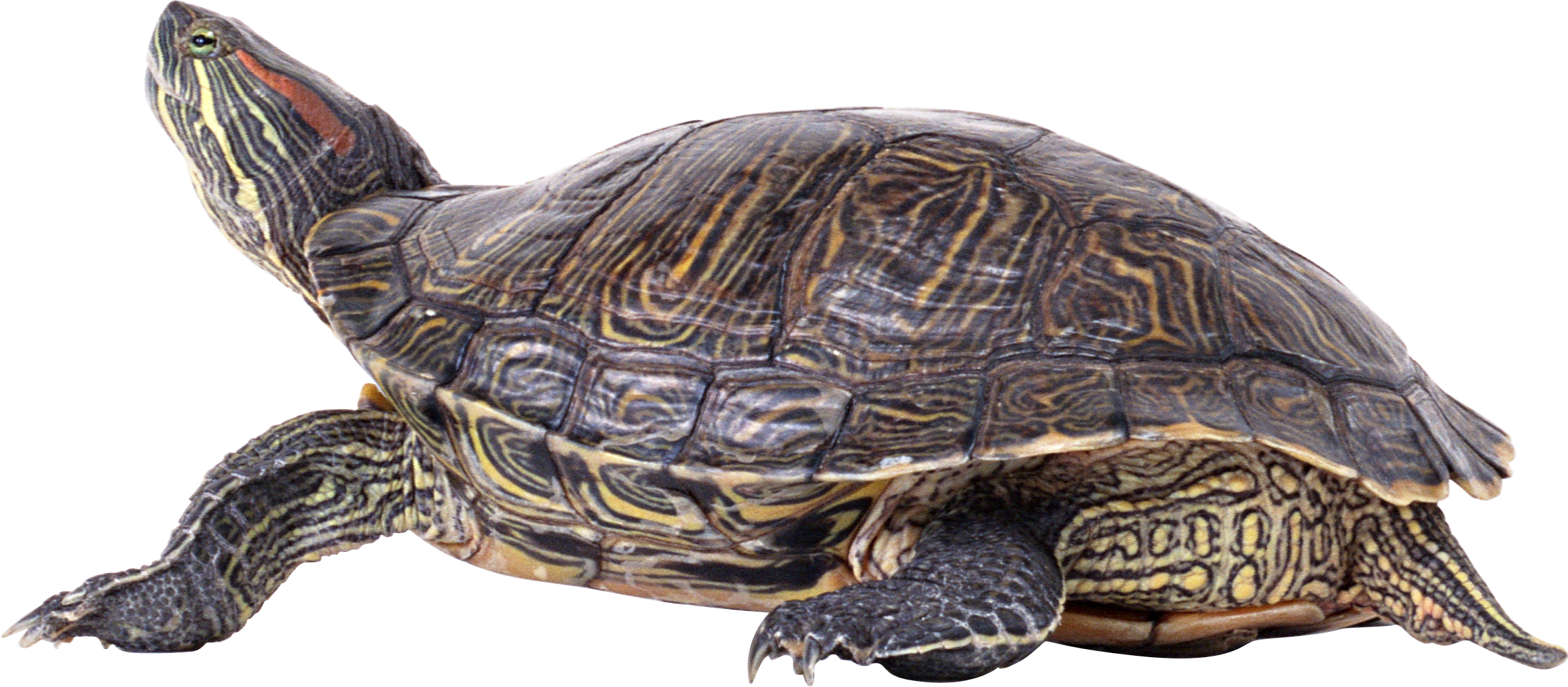 download turtle png images with transparent background #23719