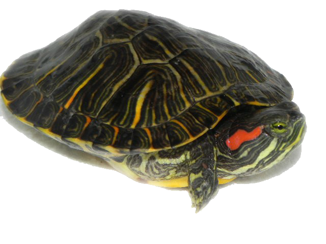 download turtle png transparent images transparent #23771