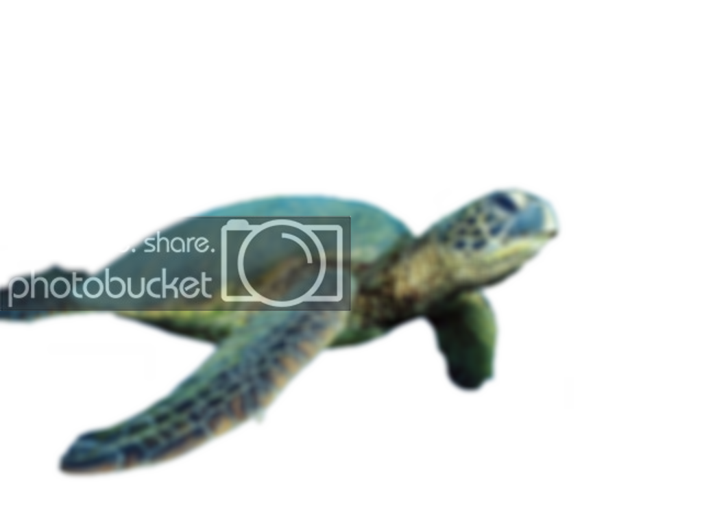 green sea turtle #23765