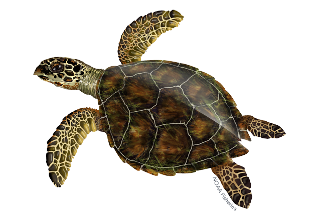 kemp ridley turtle noaa fisheries #23725