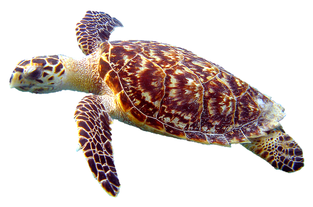 sea turtle environmental process solutions pllc