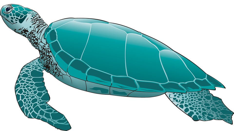 sea turtle green image pixabay #23722