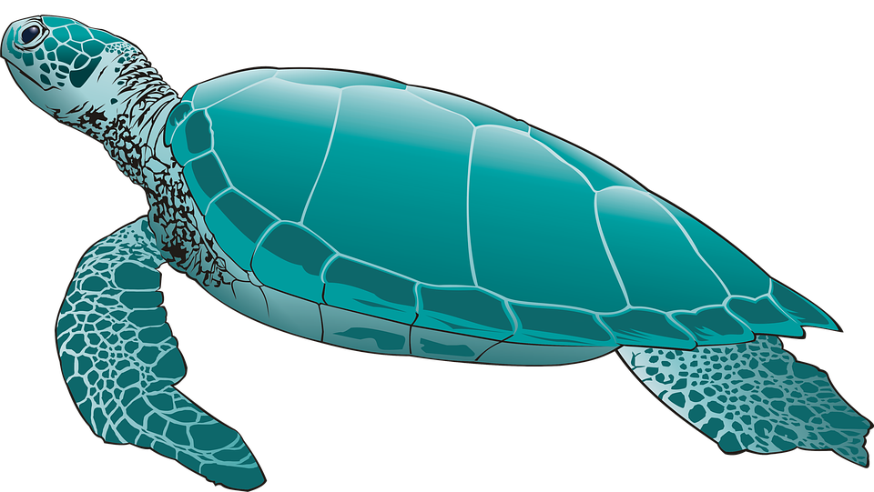 Sea Turtle Cartoon Png