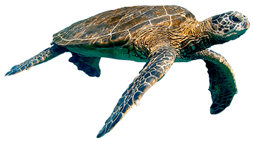 turtle, dive deep experience museum science boston #23776