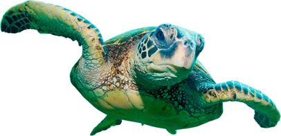 turtle, dolphin star #23754