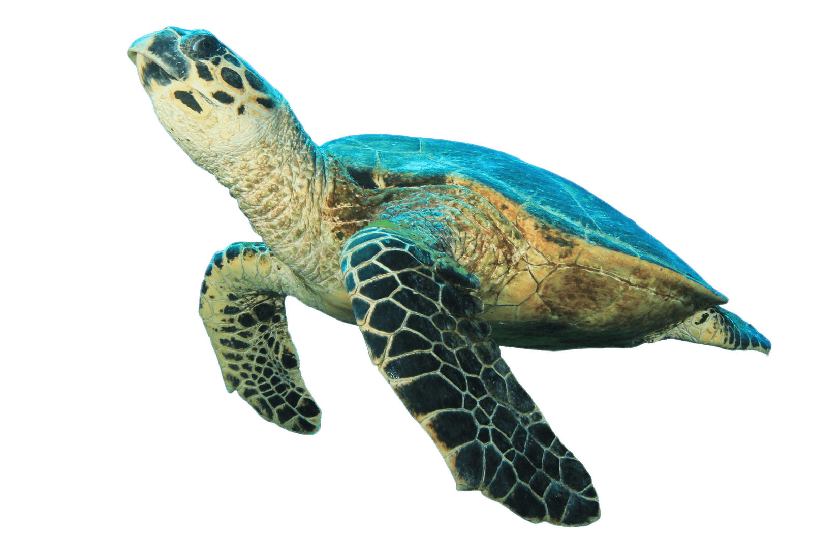 turtle looking transparent png stickpng #23750