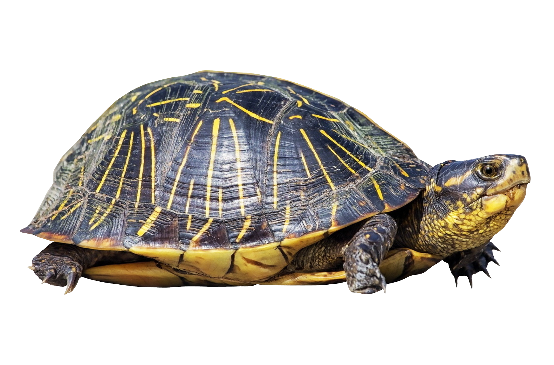 Turtle