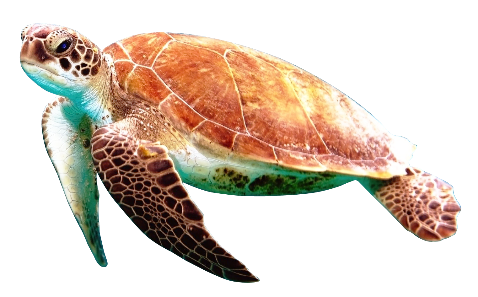 Turtle PNG Free Download Images, Turtles, Sea Turtle, Cute Cartoon Turtle  Clipart - Free Transparent PNG Logos