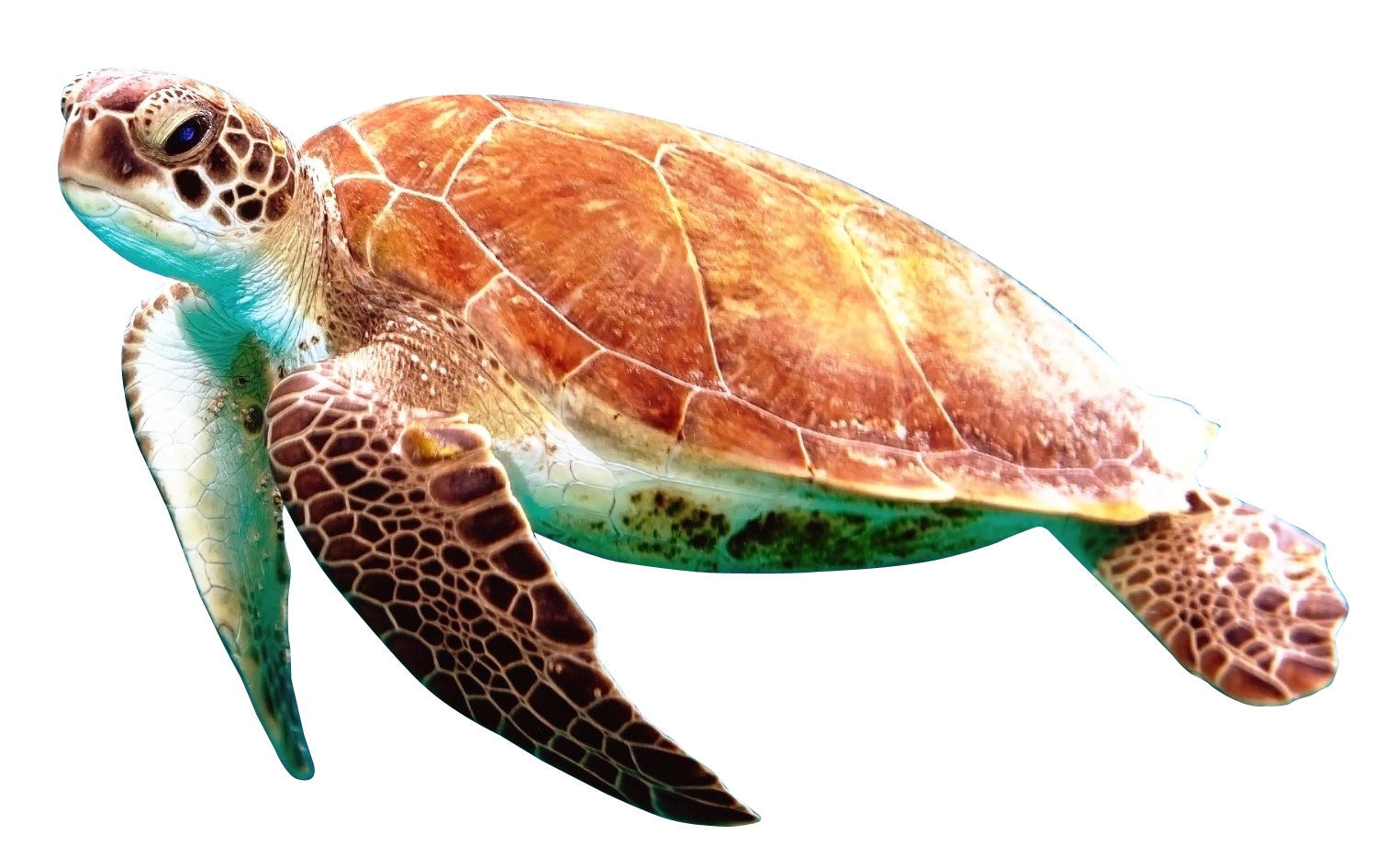 turtle png transparent image pngpix #23694