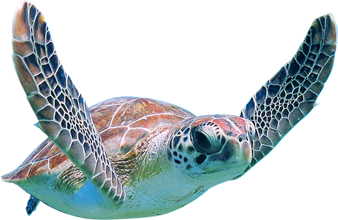 turtle, private maui snorkeling boat tours #23742