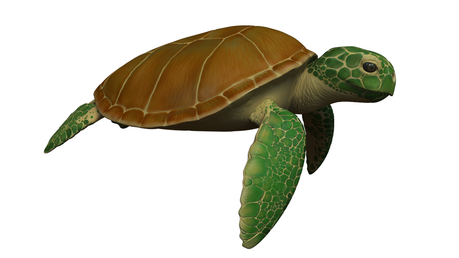 turtle, rhodri matthews blog abadas season animals #23748