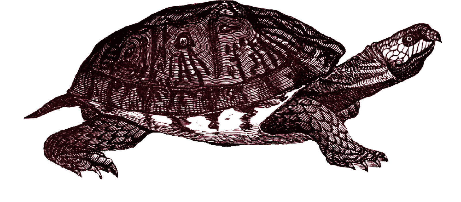 turtle, vintage digital stamps vintage digital #23788