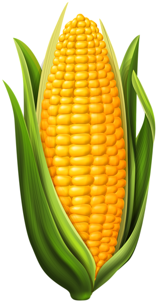 vegetables, corn png clip art image gallery yopriceville high #15421