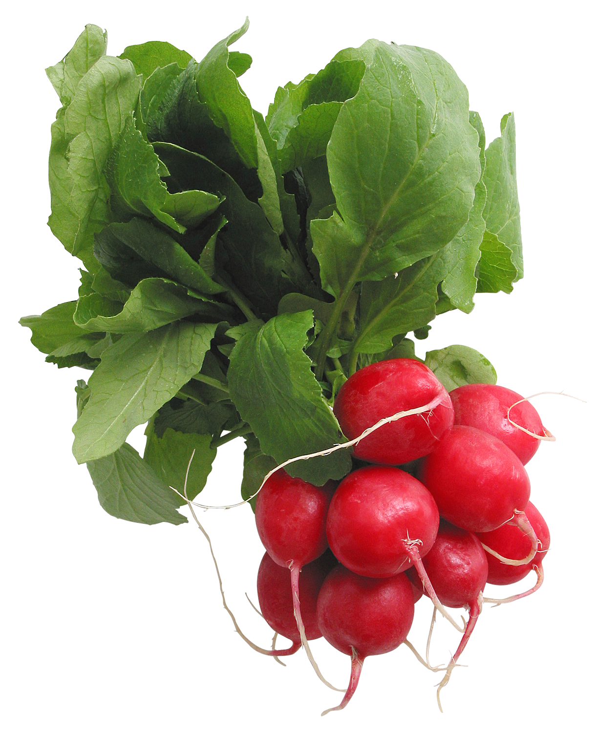vegetables, radishes png picture gallery yopriceville high quality #15445