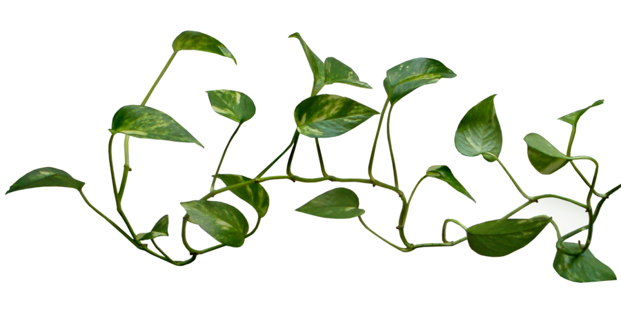 vines leafs png logo
