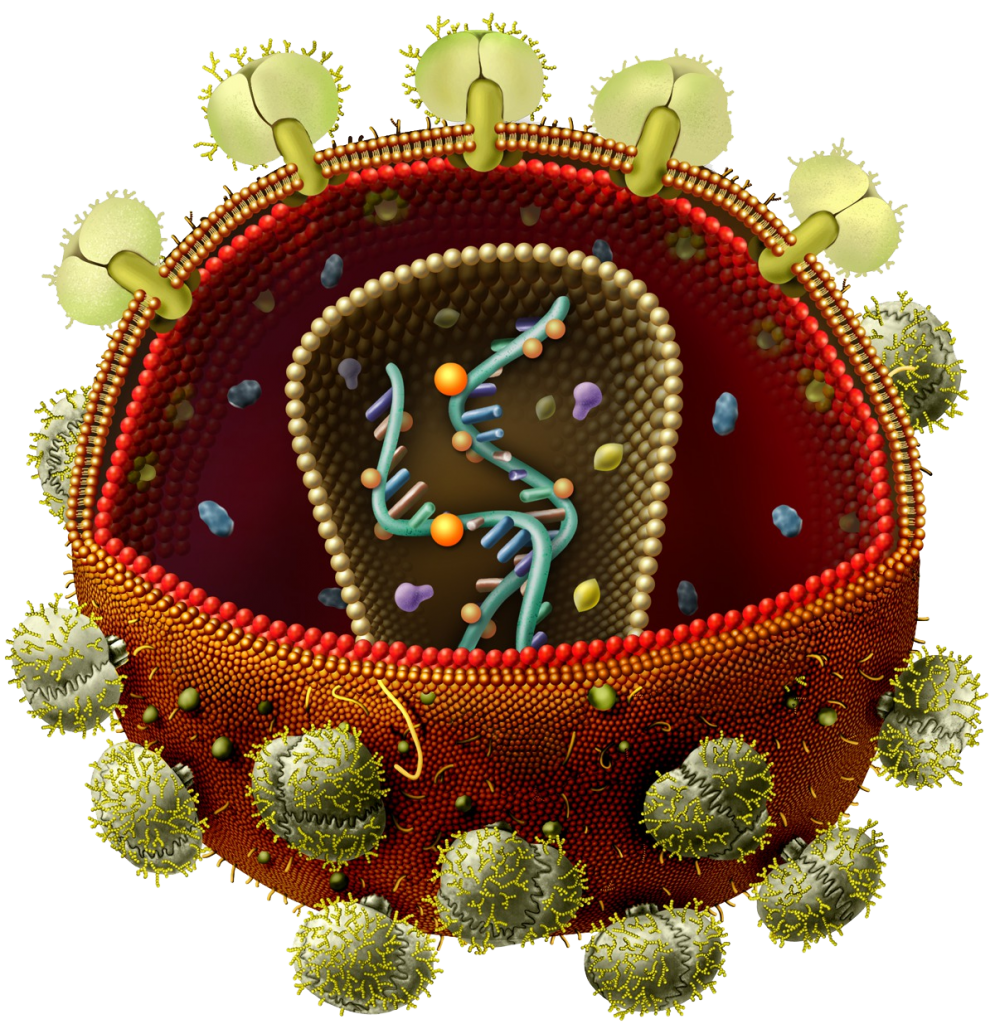 virus inside viruses biology human world viruses #36850