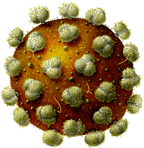 virus jbrehm biology human world viruses #36801