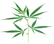 cannabis weed leaf png clipart images #18529