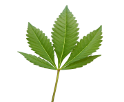 cannabis weed leaf png clipart images #18540