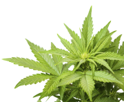 cannabis weed leaf png clipart images #18499