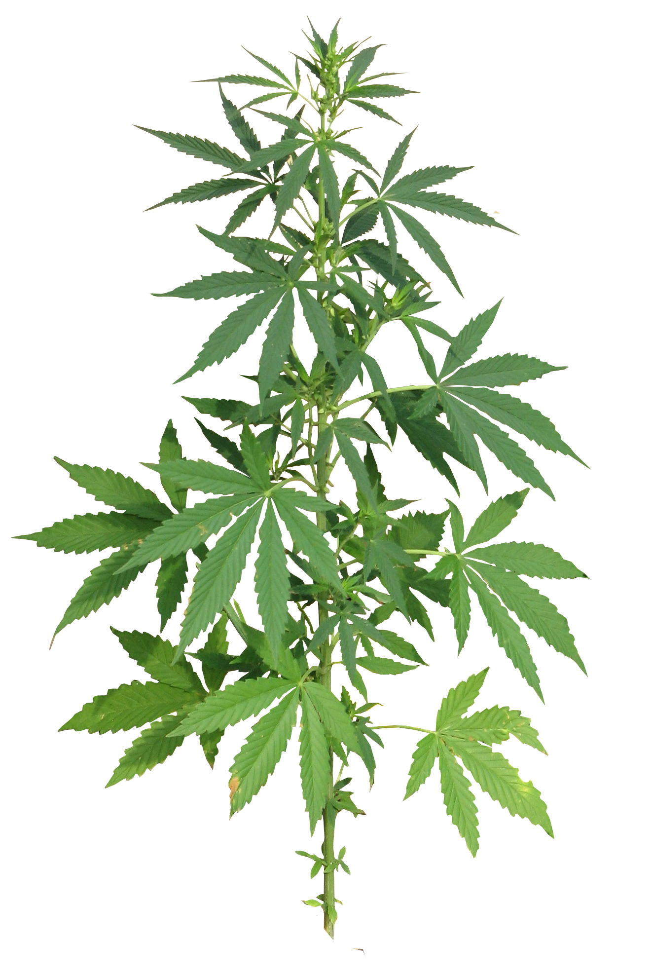 weed leaf, cannabis plant full png image purepng transparent #18521