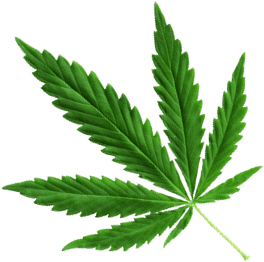 weed leaf, clarks cannabis high quality cannabis #18561
