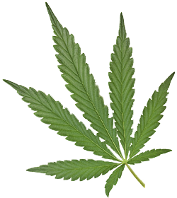 weed leaf, homepage medical cannabis bike tour #18532