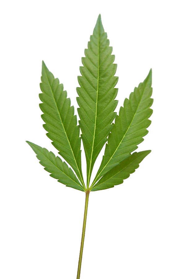 weed leaf, marijuana weed png image #18486