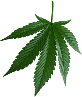 Weed Leaf Transparent Png Cannabis Leaves Black Weed Leaf Clipart Free Transparent Png Logos