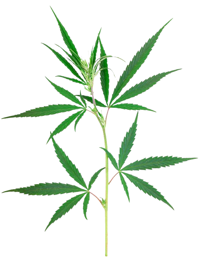 Weed Leaf