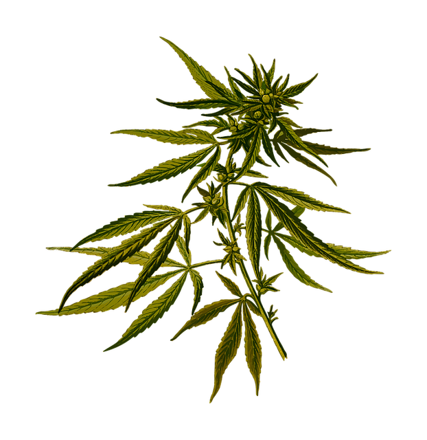 weed leaf, vector graphic cannabis drug hash hashish hemp #18520