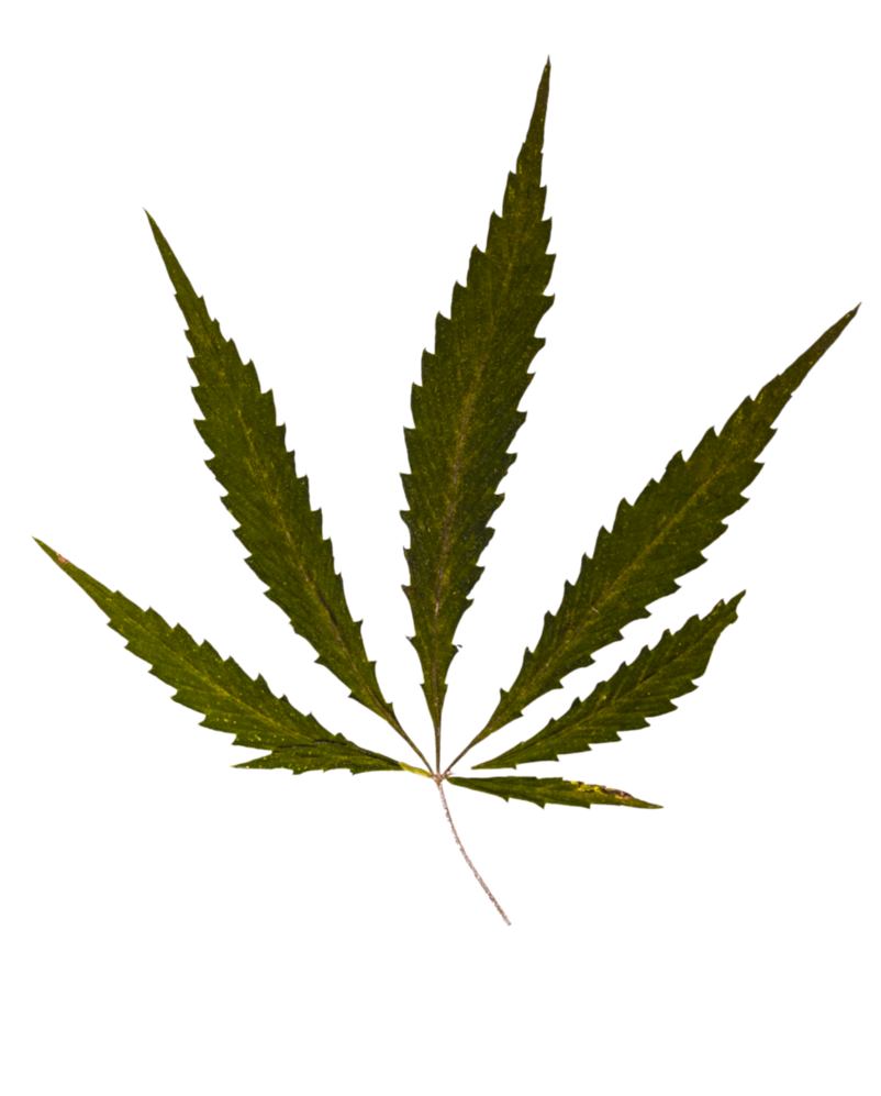 weed leaf, weed png download best weed png clipartmagm #18500