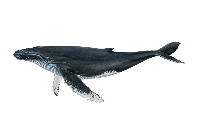 blue whale noaa fisheries #23889