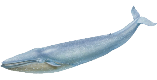 blue whale transparent background #23850