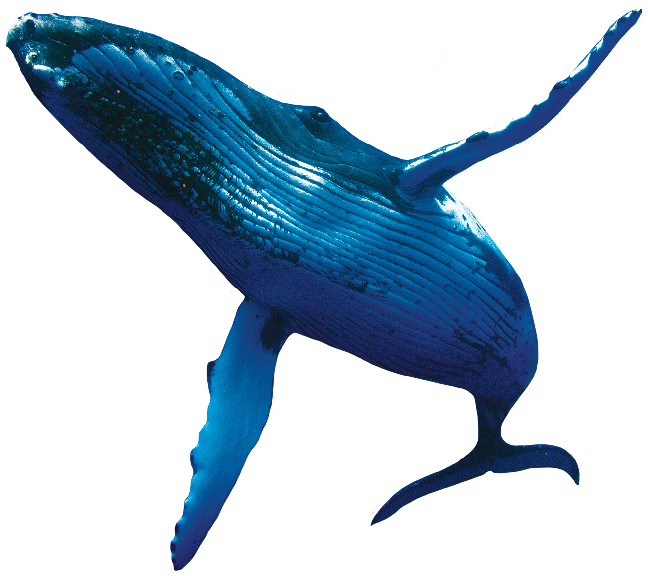 download whale fish png transparent images transparent #23879