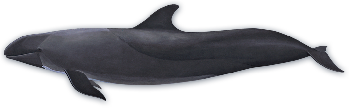 false killer whale dolphins voices the sea #23868