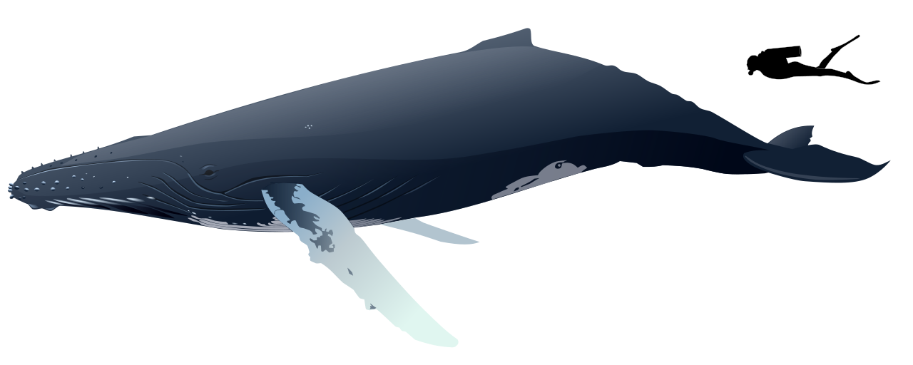 humpback whale with diver transparent png image #23898