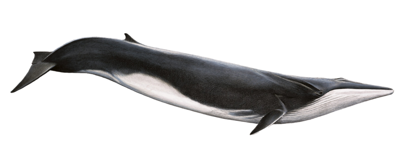 fin whale png design deviantart #23919