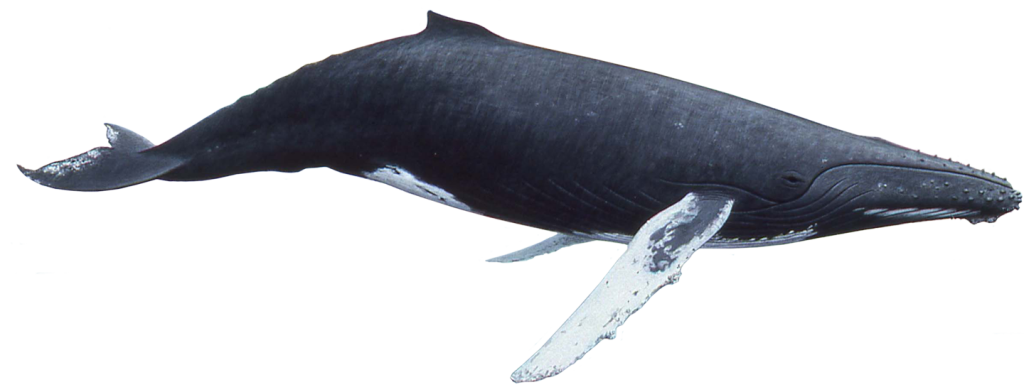 humpback whale #23856