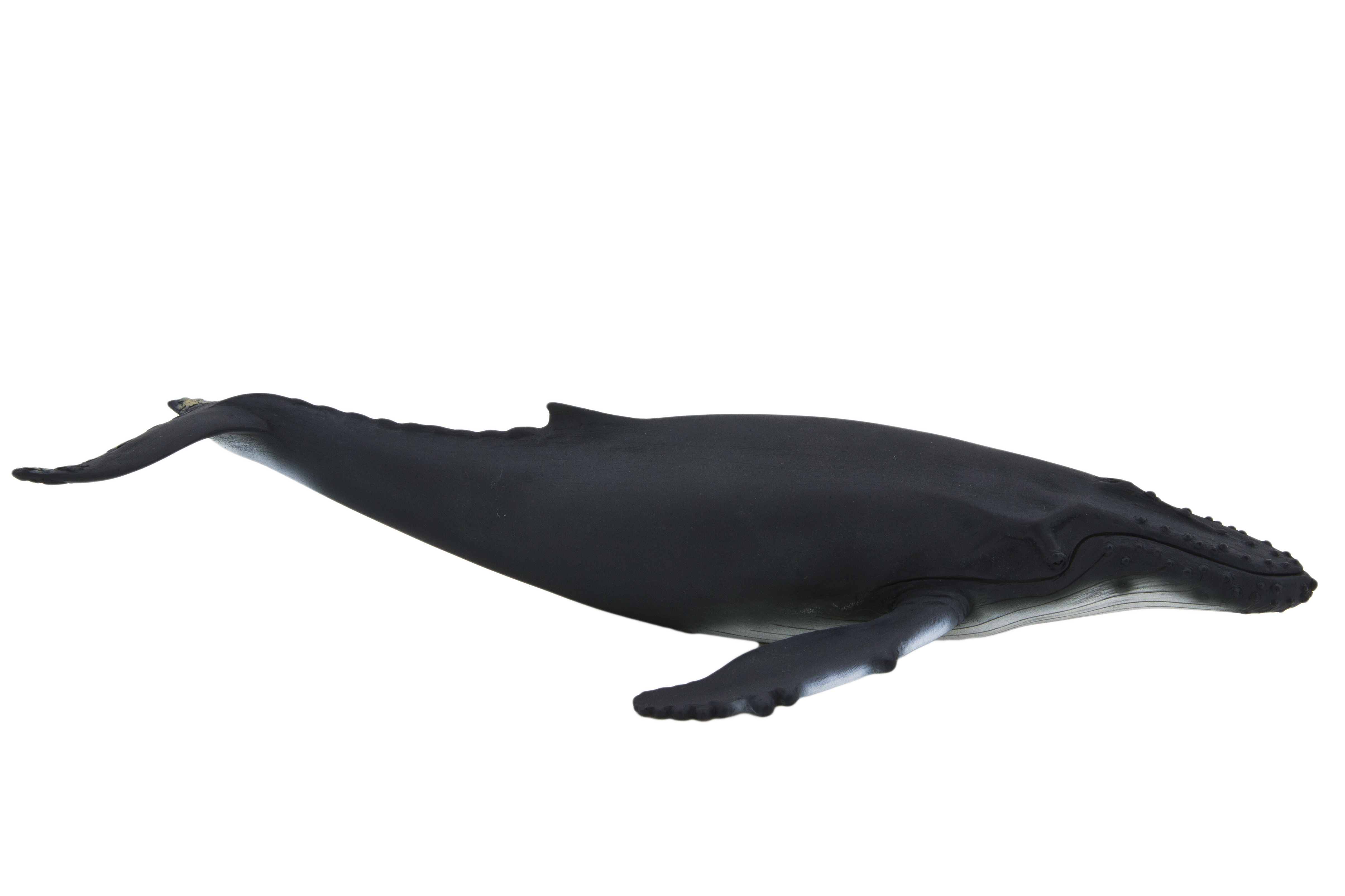 humpback whale mojo #23866