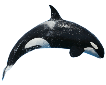 killer whale jump transparent png stickpng #23885