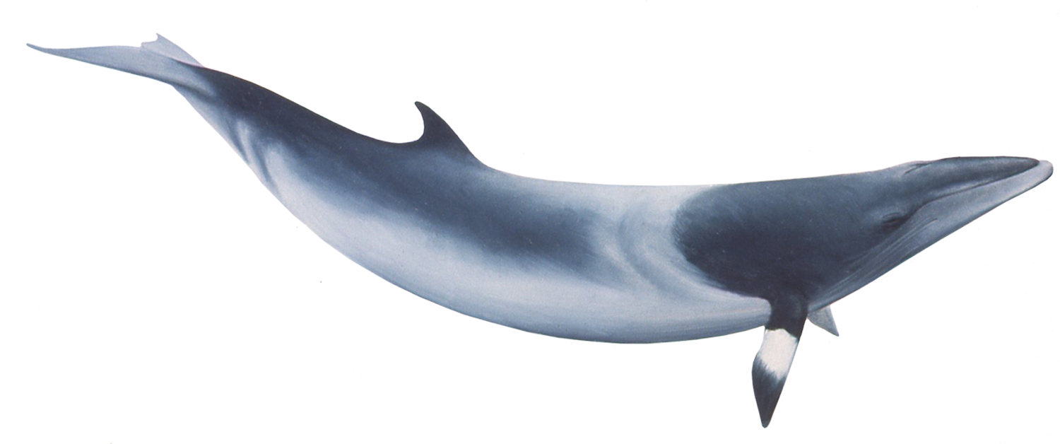 minke whale #23862