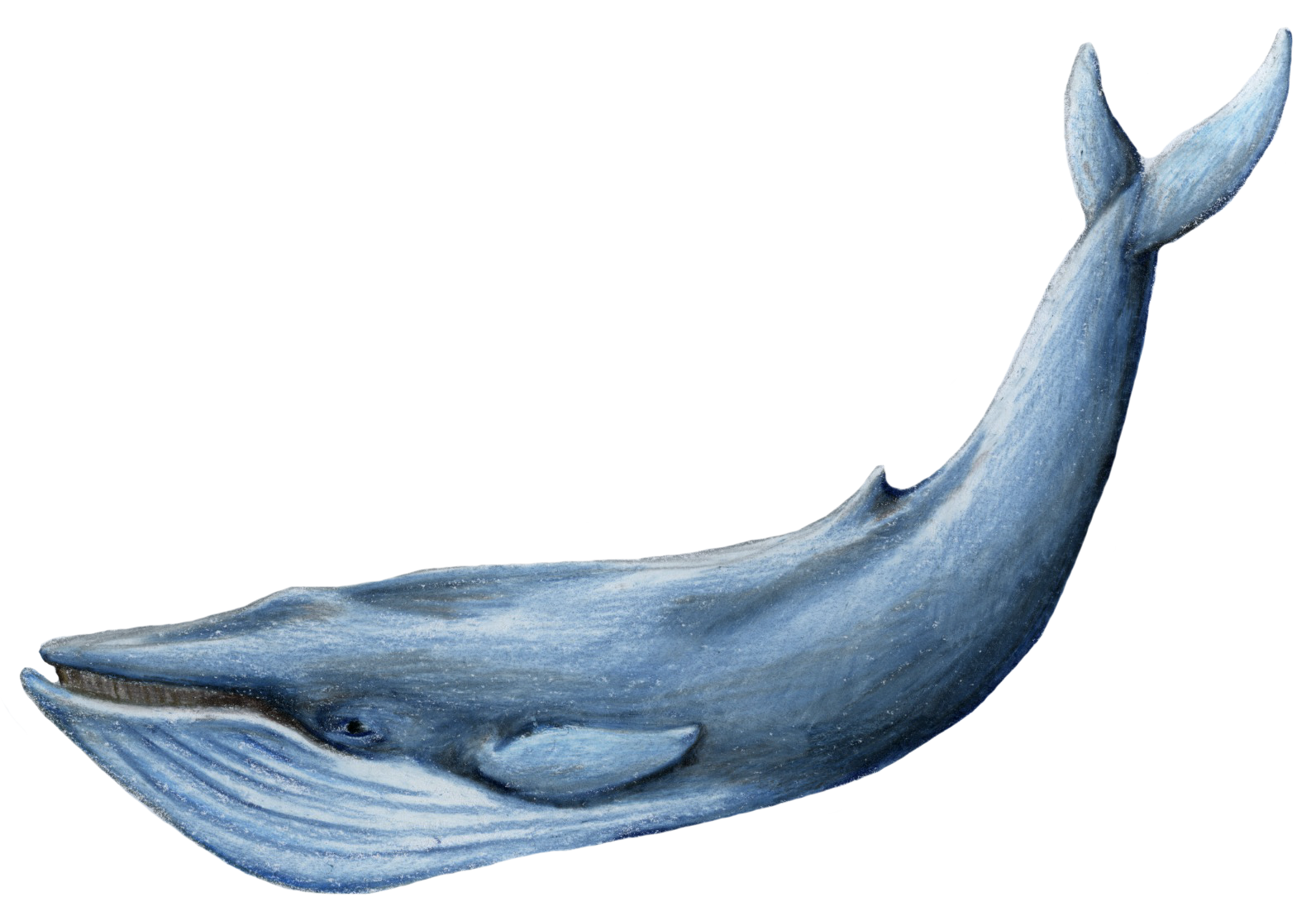 the blue whale wallpapers #23822