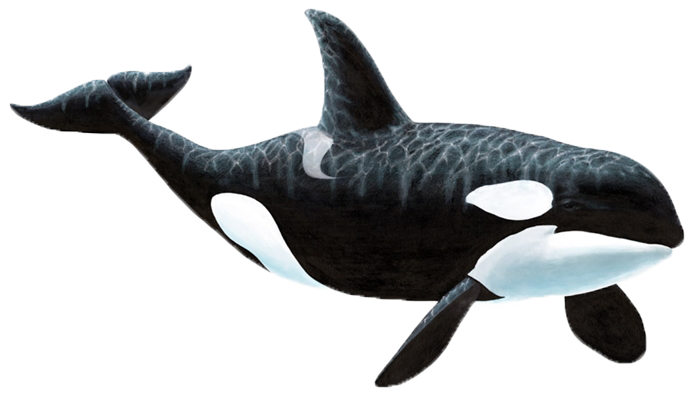 whale, animal fact sheets #23832