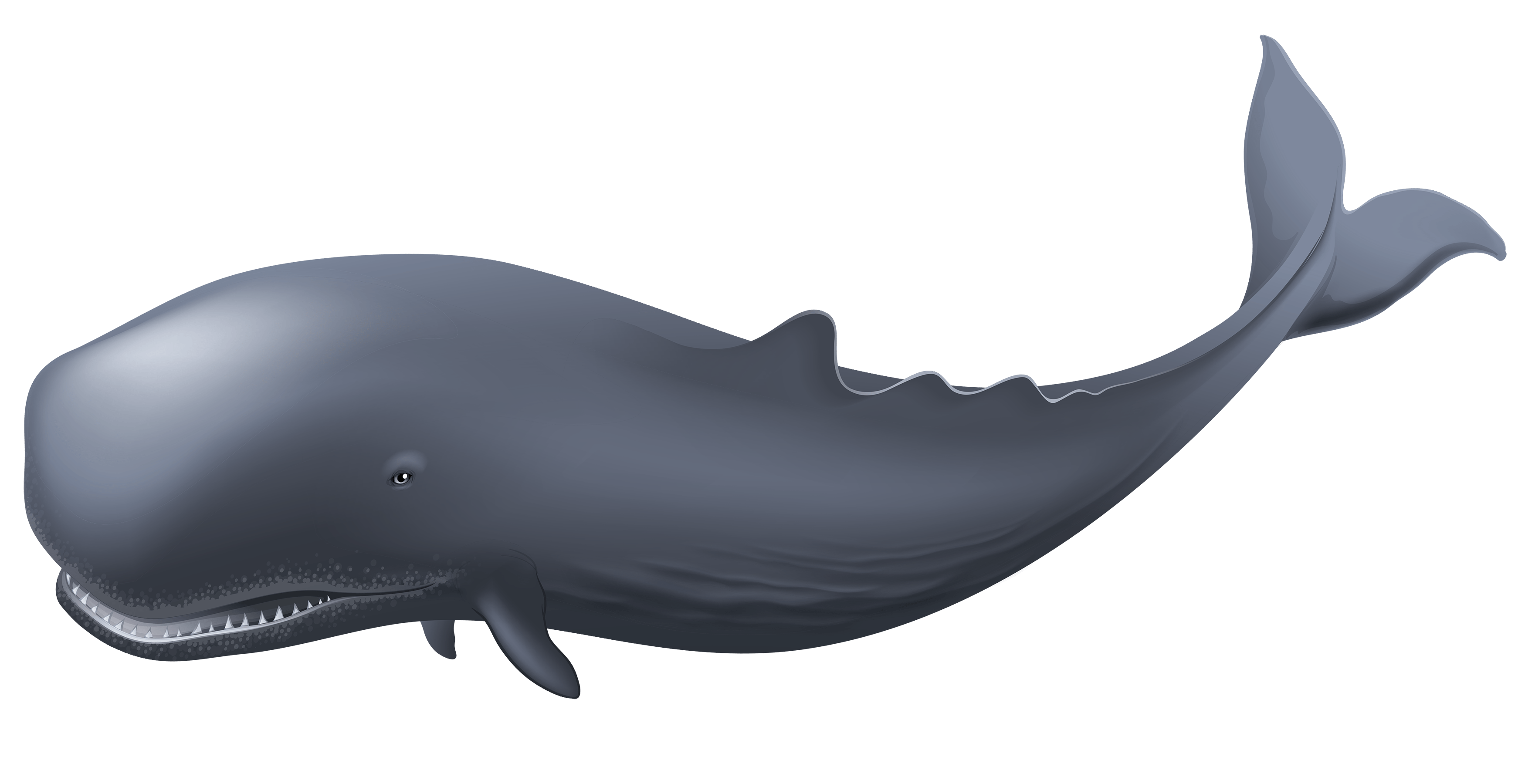 whale clipart transparent png stickpng #23867