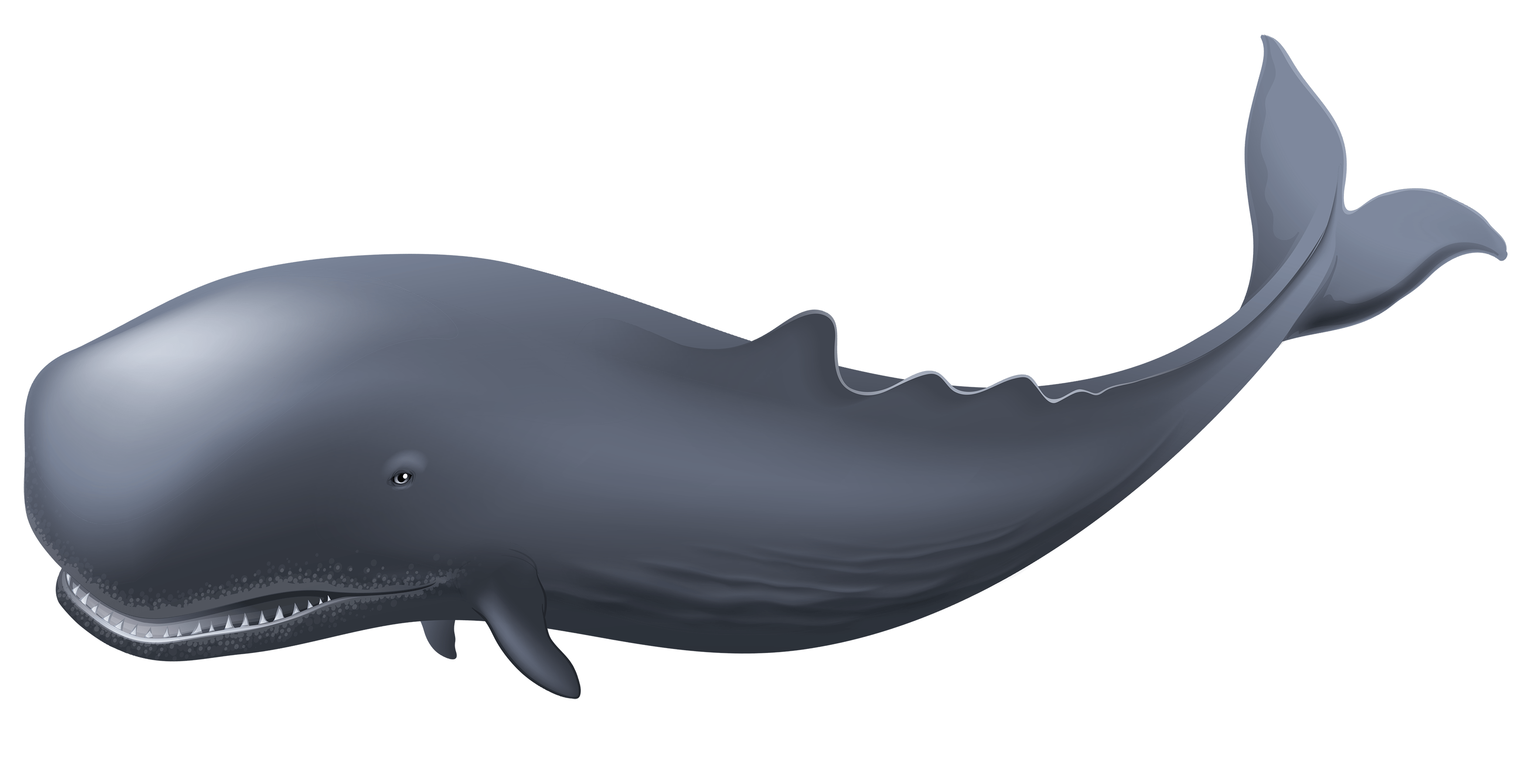 Whale PNG, Blue, Whale Cute Sea Fish Animals Picture Free Download