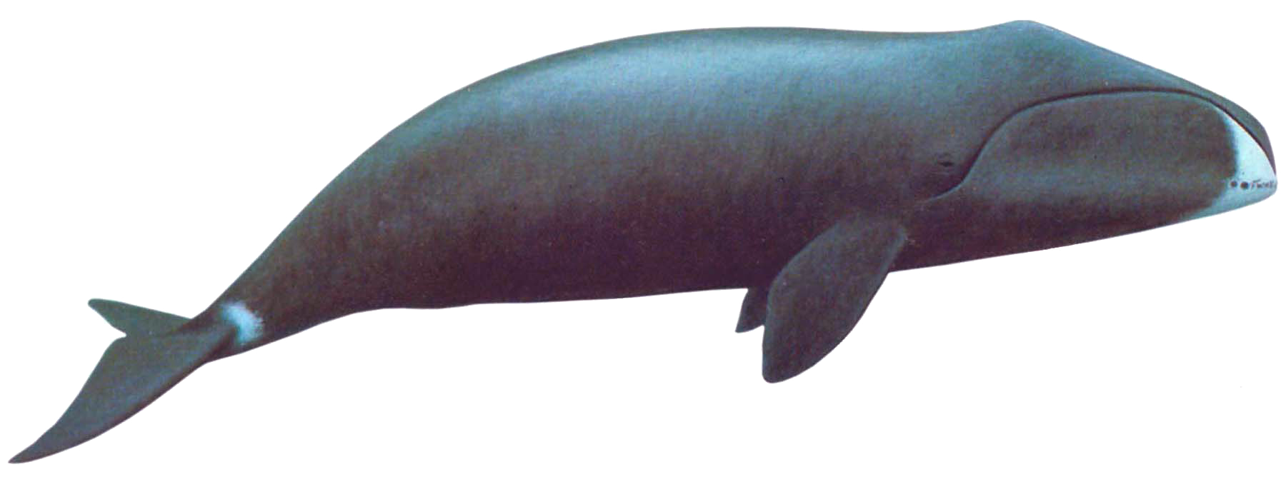 Whale