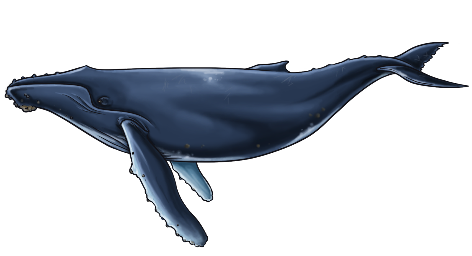 whale, evie art blog commission alaskan wildlife #23874